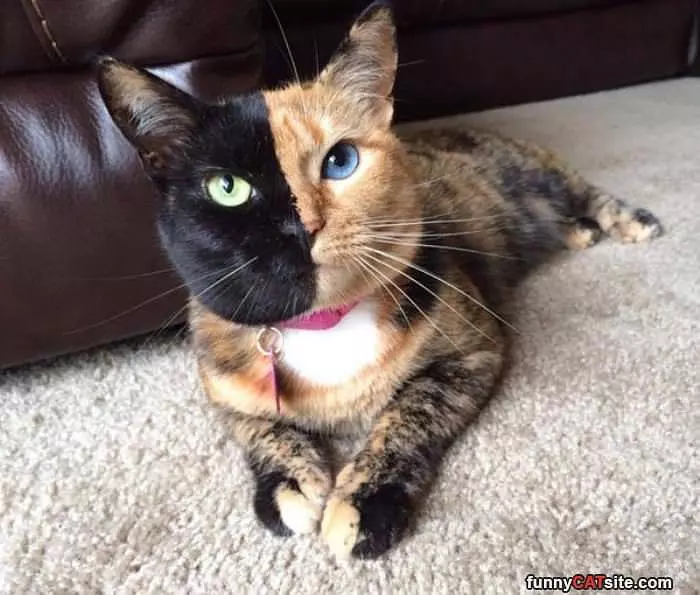 This Cat Is Half And Half