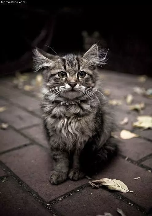 Scruff Ball Cat