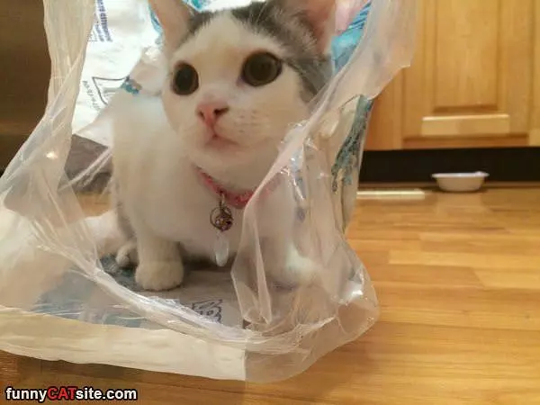 A Cat In A Bag
