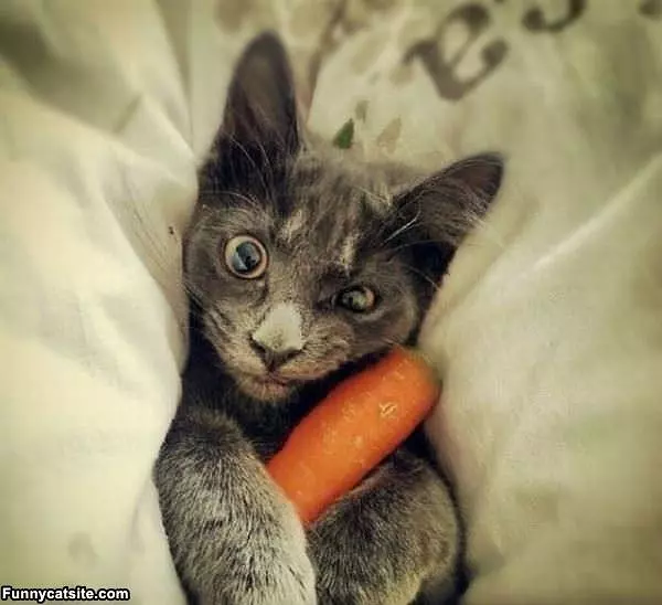 Carrots Make Me Crazy
