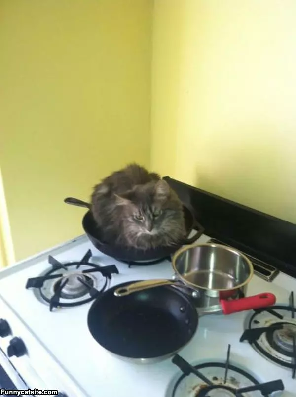 The Frying Pan Cat