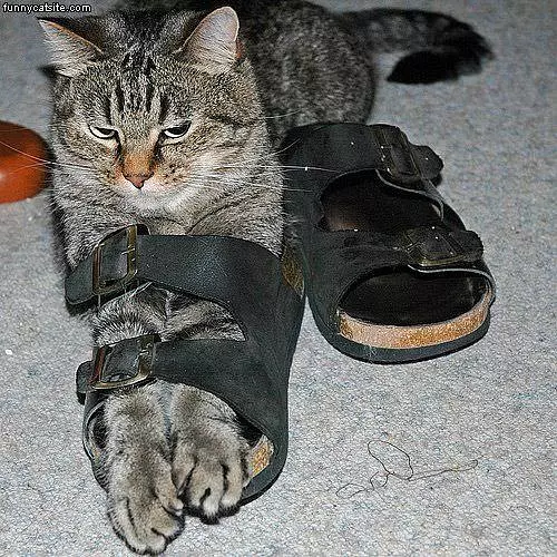 Sandal Wearing Cat