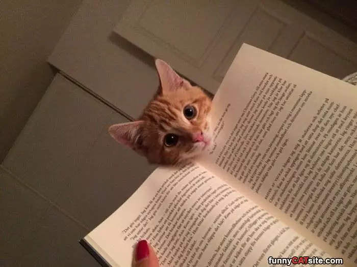 So What Are You Reading
