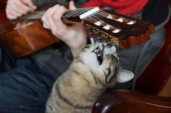 Give Me That Guitar