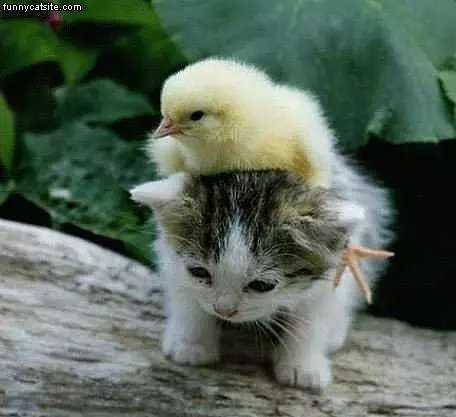 Kitten And Chick