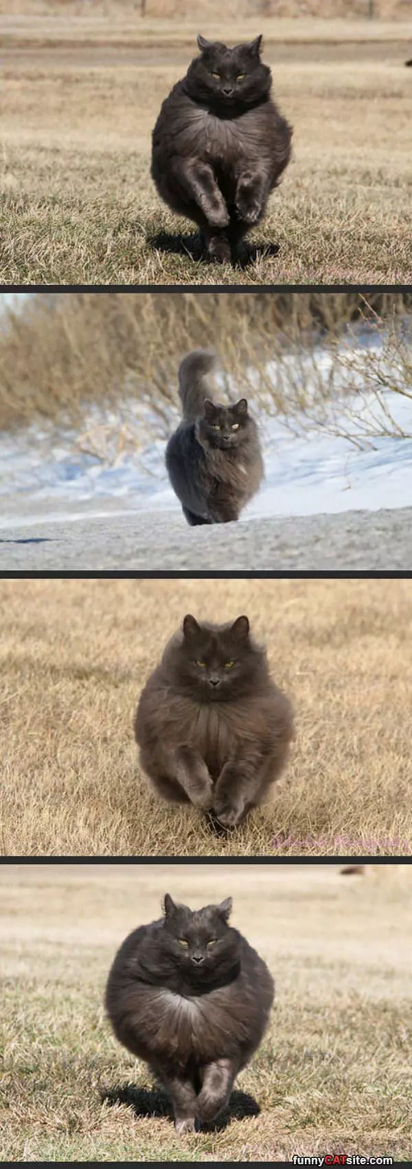 Majestic Running Cat