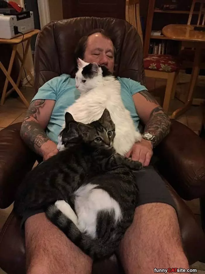 A Real Cat Nap