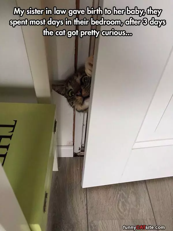 The Curious Cat