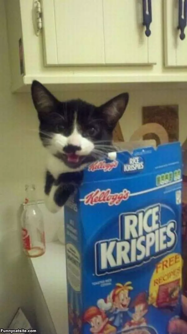 Rice Krispies Cat