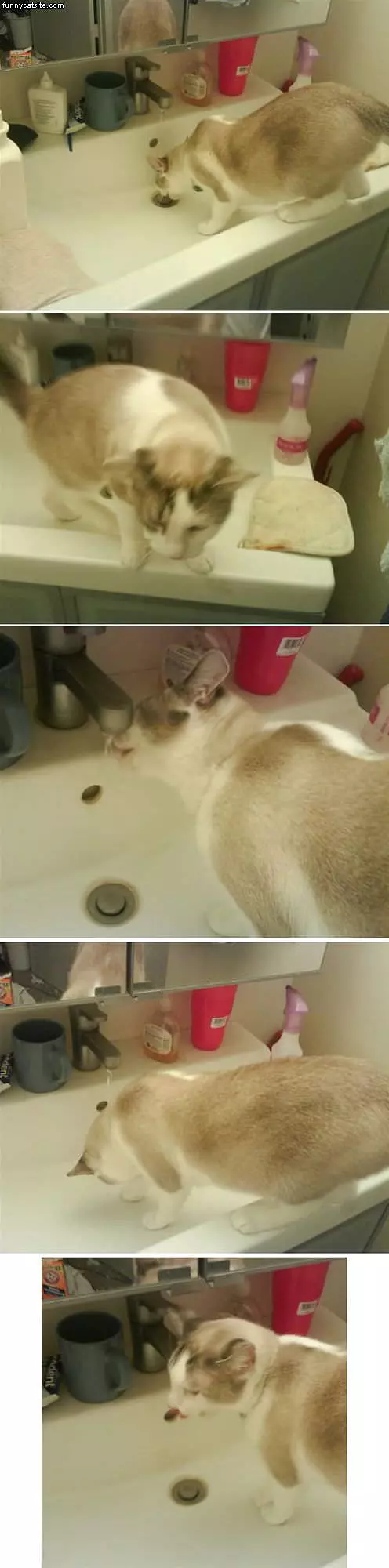 Smokey-in-the-sink