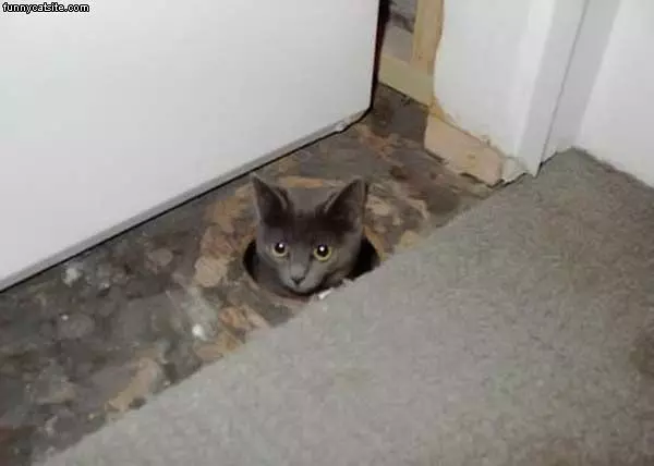 Cat In A Hole