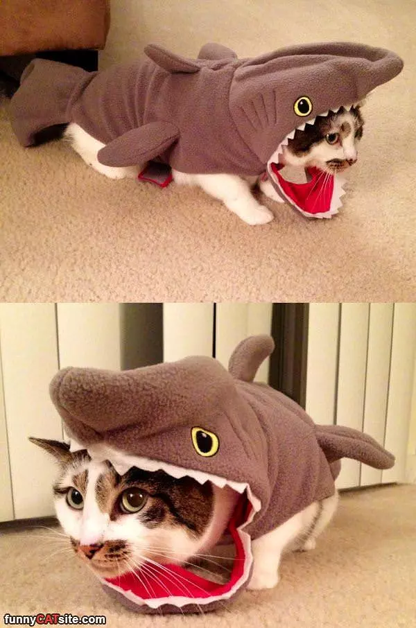 The Shark Cat