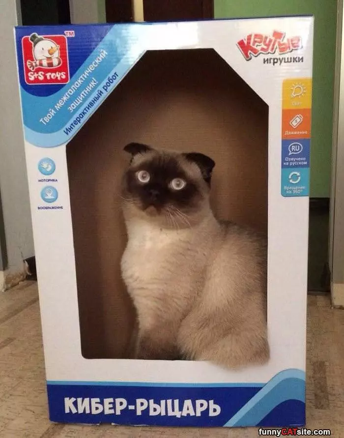 Pet Cat In A Box