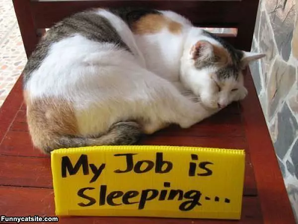 My Job Is Sleeping