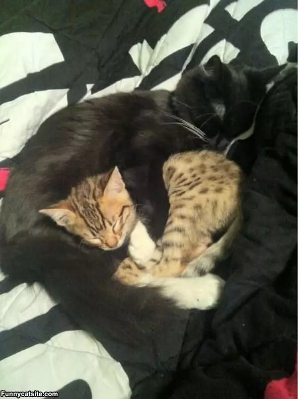 How These Cats Stay Warm