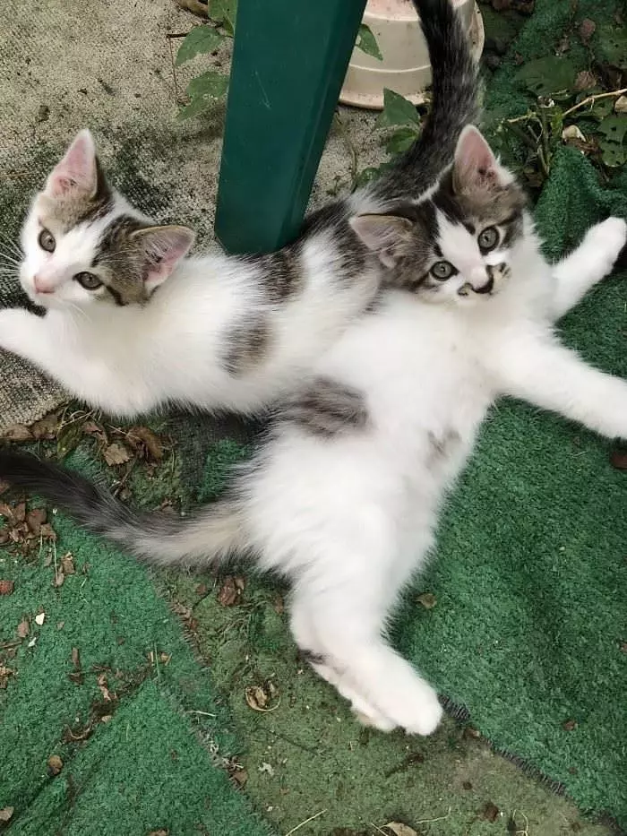 Kitties Laying Together