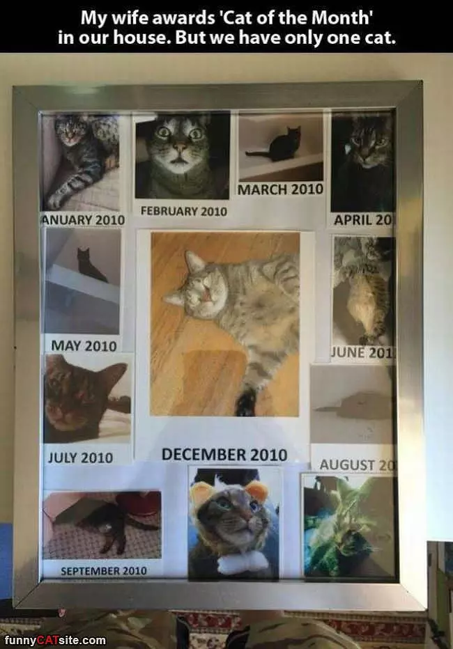 The Cat Of The Month