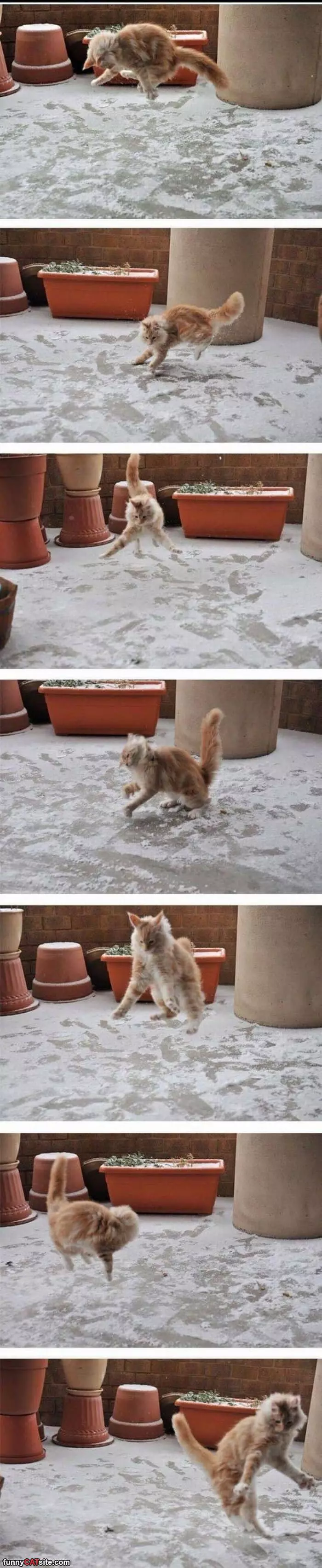 This Cat Playing In The Snow