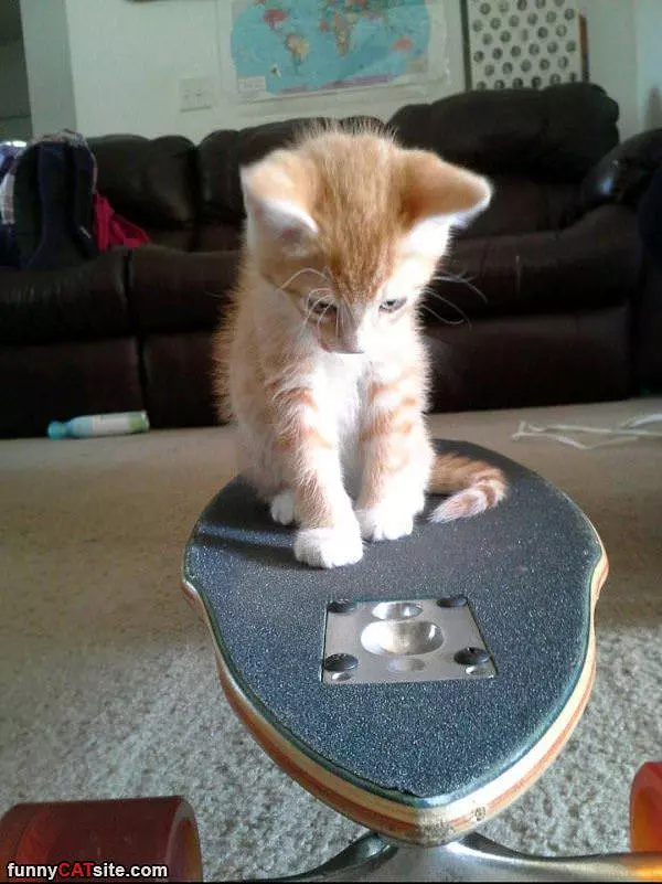 Skateboard Kitten