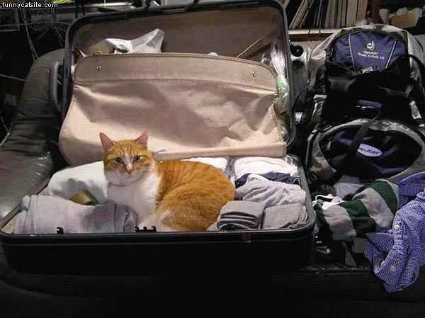 Dont Forget To Pack The Cat