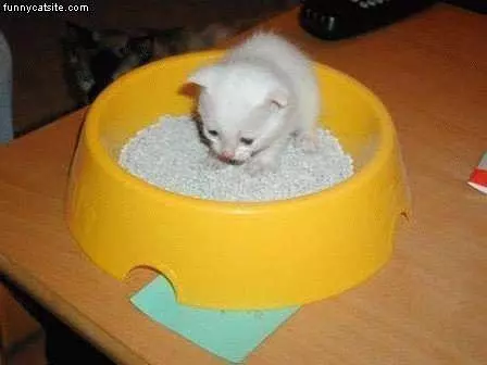 White Kitten Smaller Then Bowl