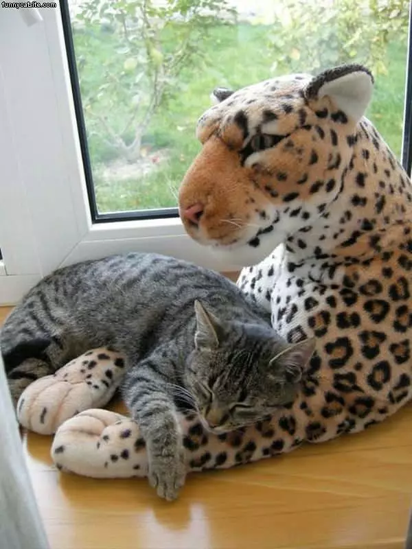 Cat Cat Bed