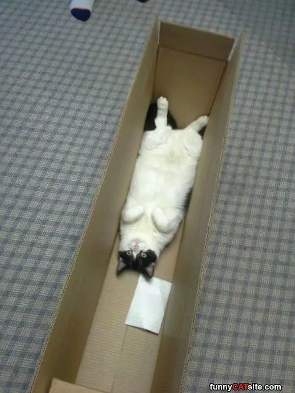 Laying In The Box