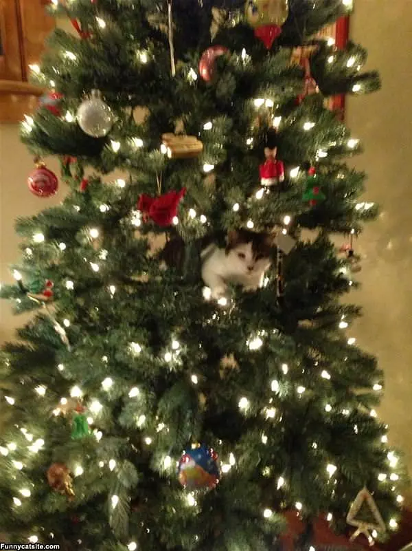 Xmas Tree Kitty