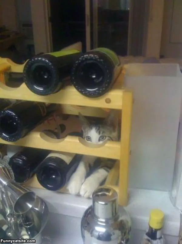 The Wine Rack Cat