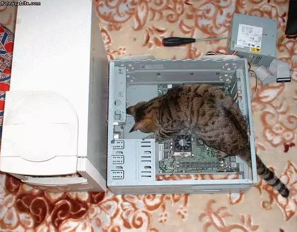 Cat Gets In Hardware