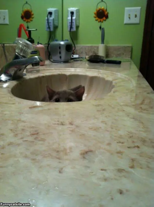 The Cat In The Sink