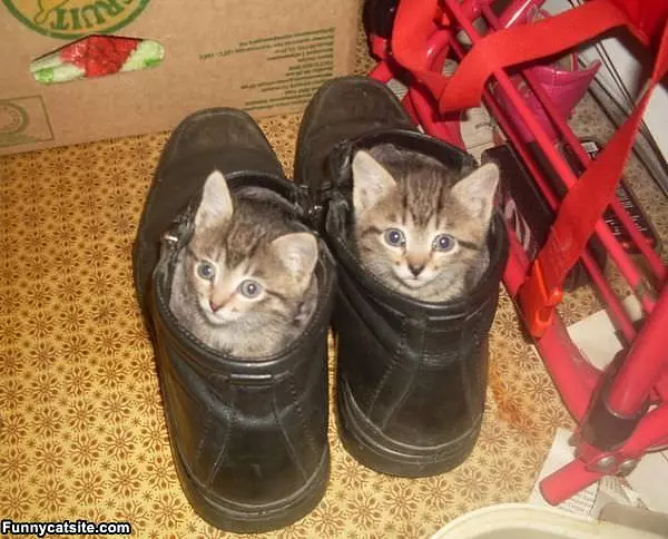 Shoe Cats