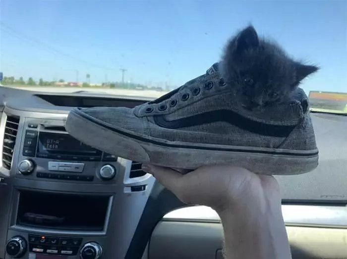 A Sneaker Of Kitten