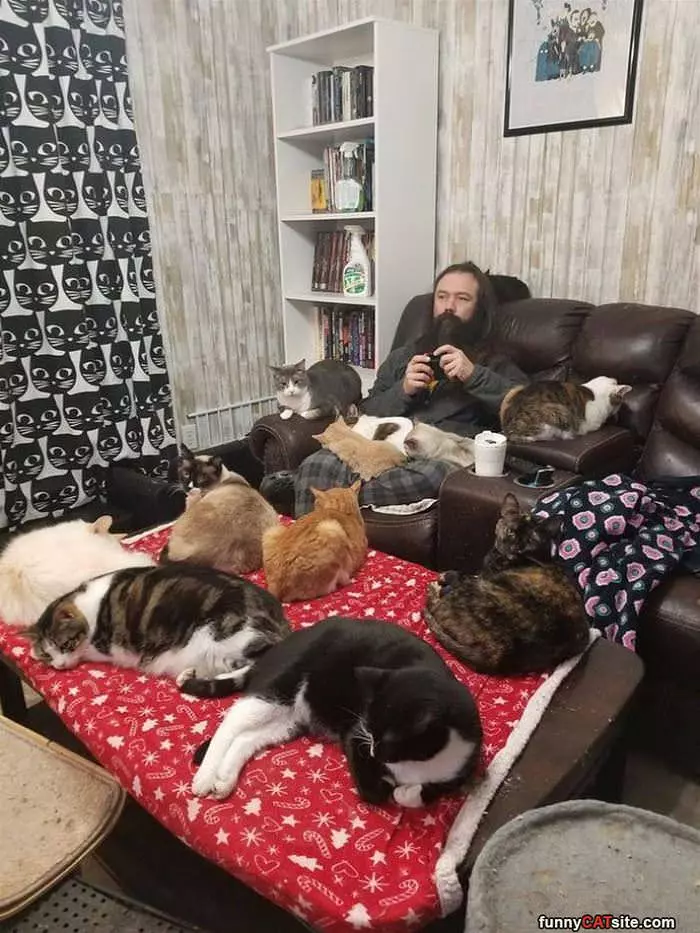So Many Cats
