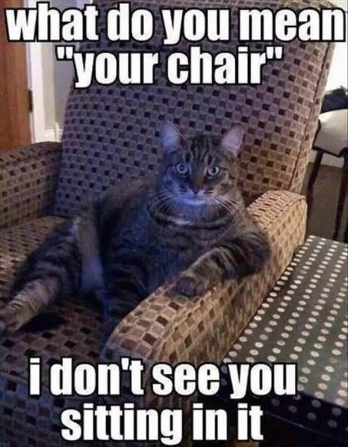 What Do You Mean Your Chair