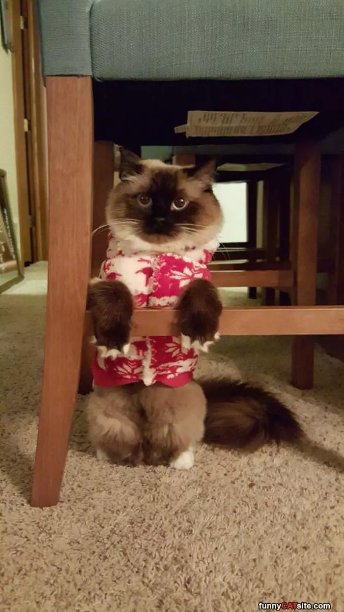 Hawaii Cat