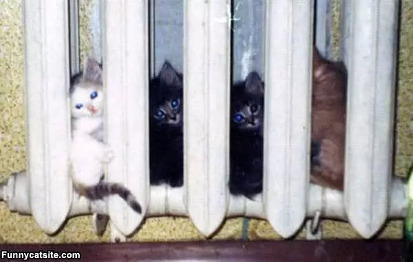 Radiator Kittens