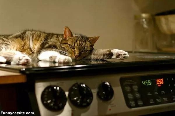 This Oven Seems Warm