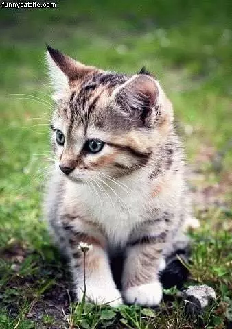 Small Kitten Outside