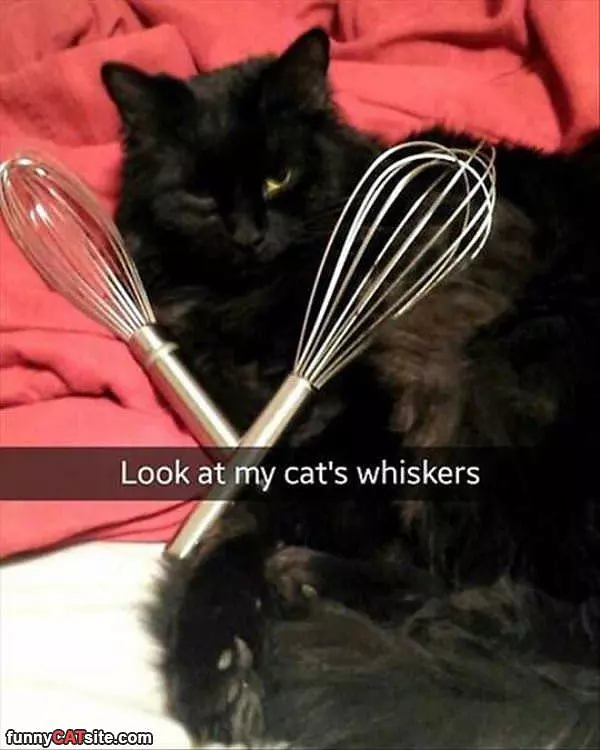 This Cats Whiskers