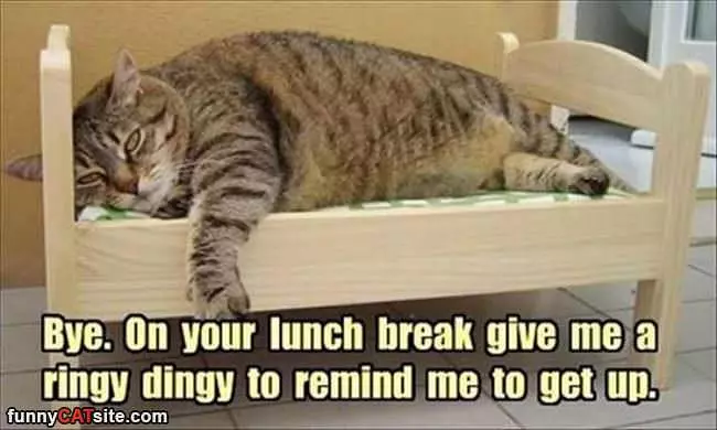 On Your Lunch Break