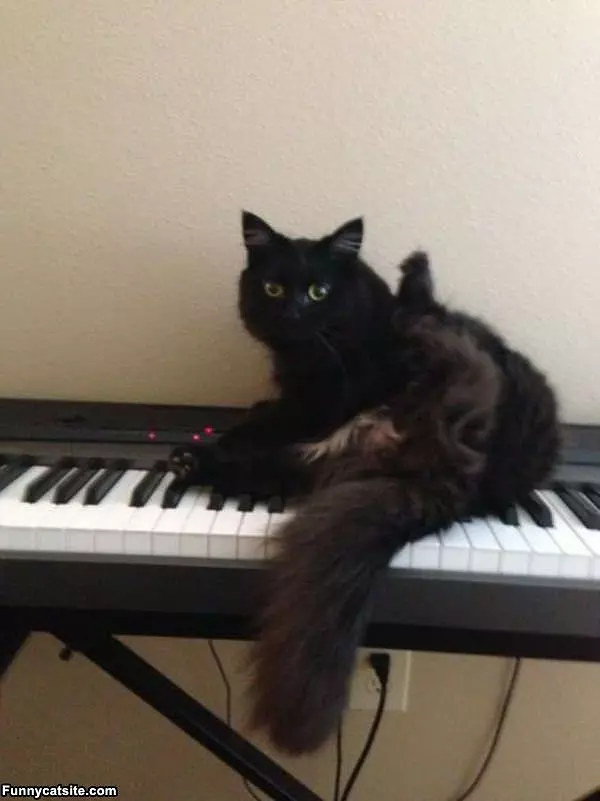 I Play The Piano