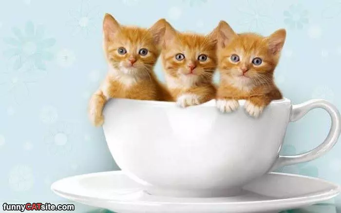 Cats In A Cup