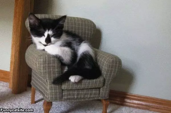 Tiny Kitten Couch