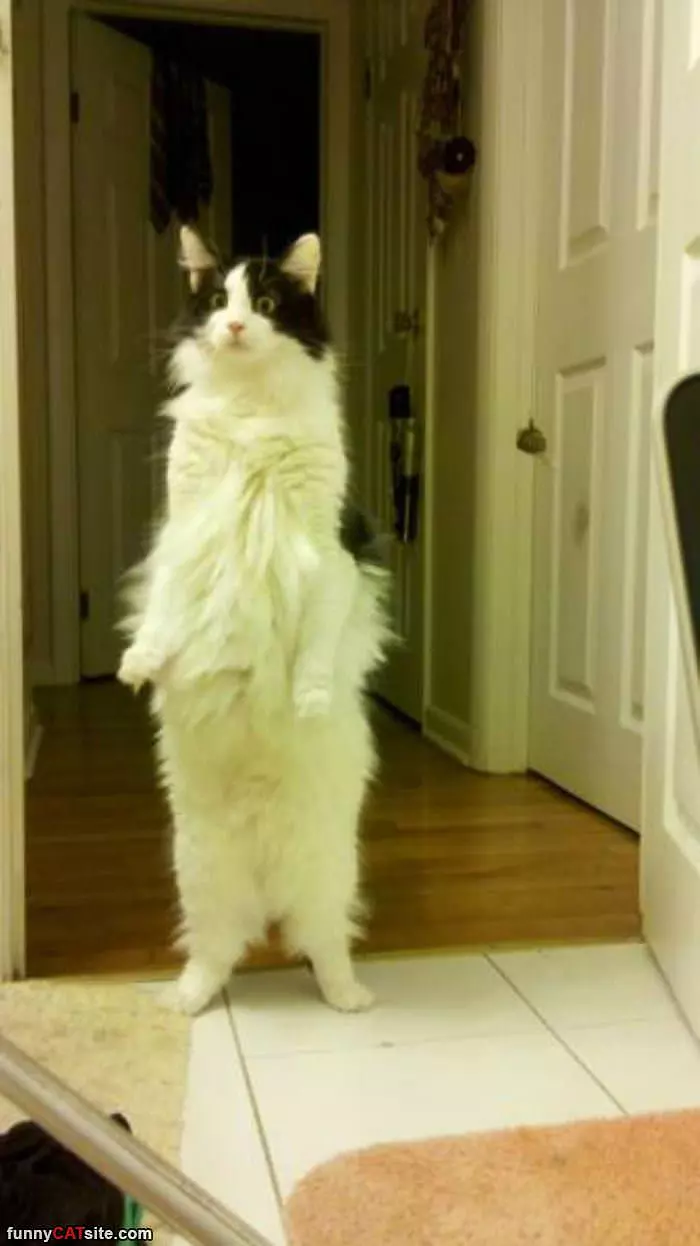 Standing Tall And Fluffy