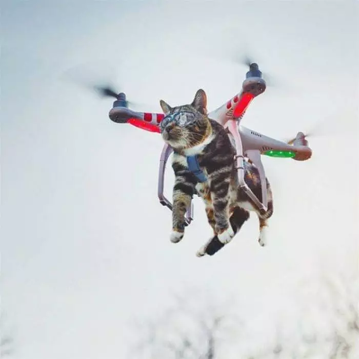 I Am Flying Cat