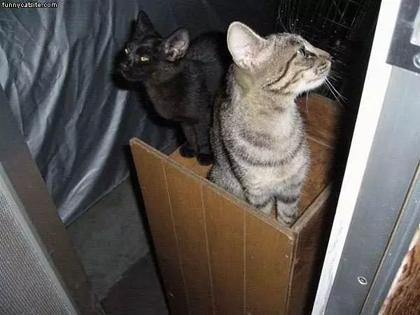 2 Cats In The Closet