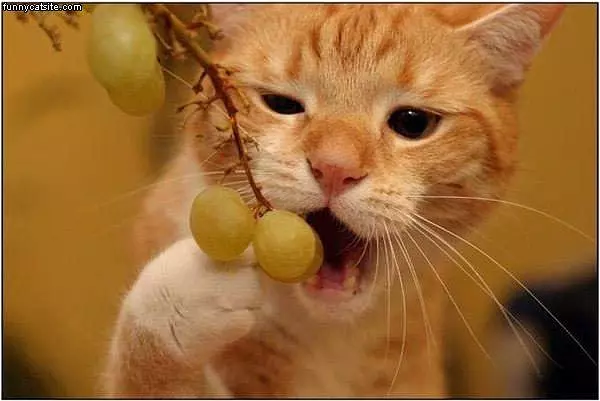 Grape Eater