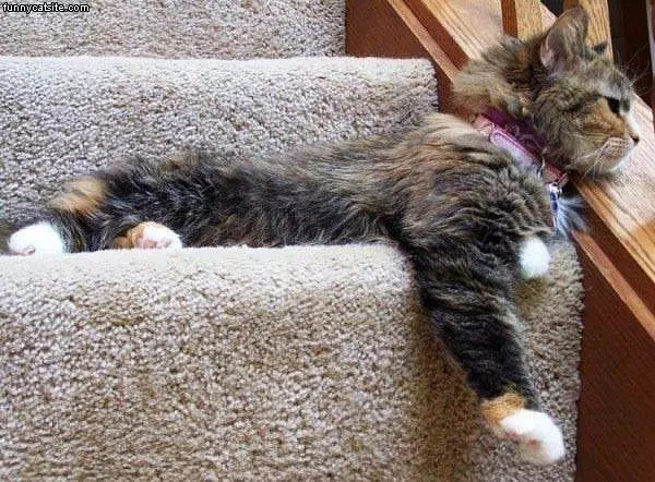 Fuzzy Stairs Cat