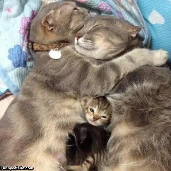 Kitty Family